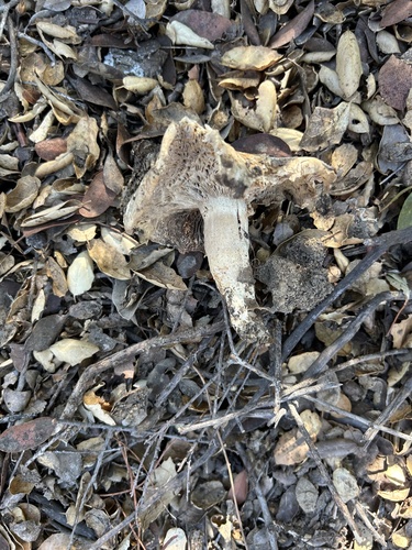 iNaturalist observation photo of Bleachy Entoloma