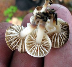 Marasmius albogriseus