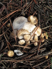 Marasmius albogriseus