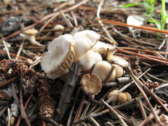Marasmius albogriseus