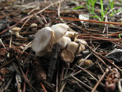 Marasmius albogriseus