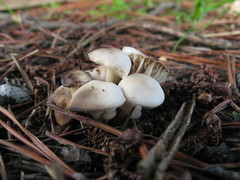 Marasmius albogriseus