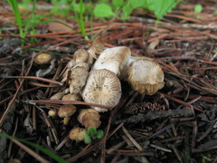 Marasmius albogriseus