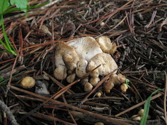 Marasmius albogriseus