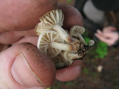Marasmius albogriseus