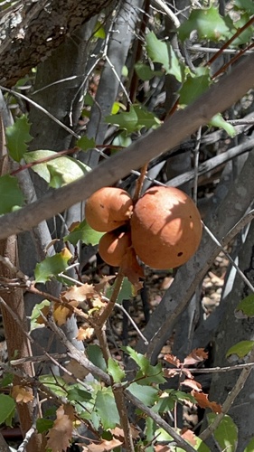 iNaturalist observation photo of Andricus
