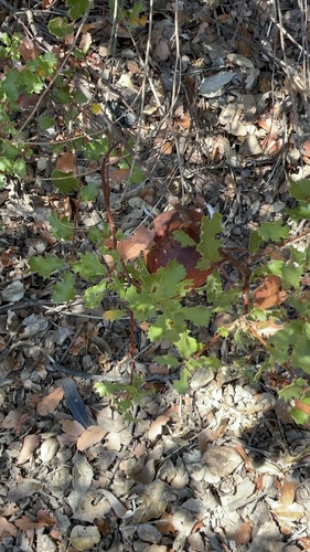 iNaturalist observation photo of Beaked Twig Gall Wasp