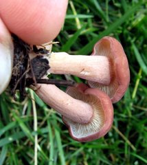 Calocybe carnea