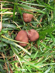 Calocybe carnea