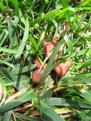 Calocybe carnea