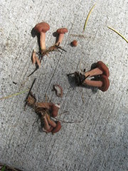 Calocybe carnea