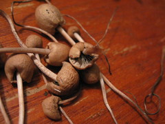 Panaeolopsis