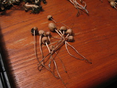 Panaeolopsis