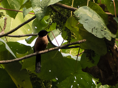 Heterophasia capistrata