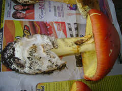Amanita basii