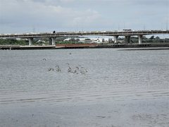 Limosa lapponica baueri