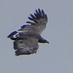 Buteogallus coronatus