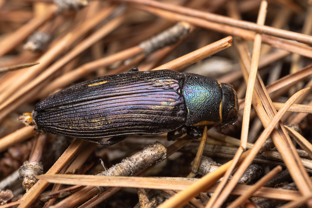 Buprestis dalmatina