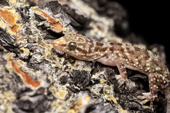 Turkish Gecko photo 4