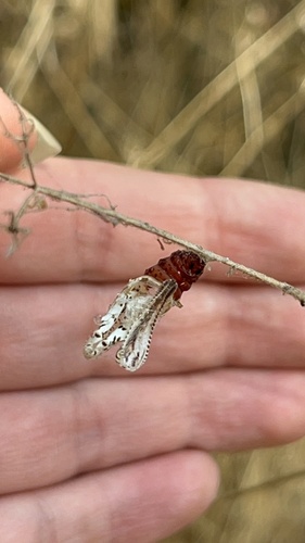iNaturalist observation photo of Checkerspots, Anglewings, Peacocks, and Allies