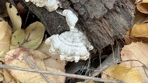 iNaturalist observation photo of Stereum