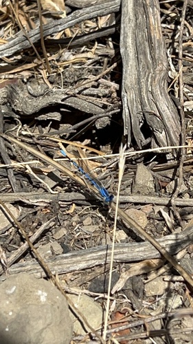iNaturalist observation photo of Dancers