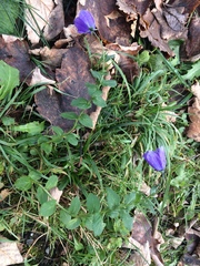 Campanula rhomboidalis