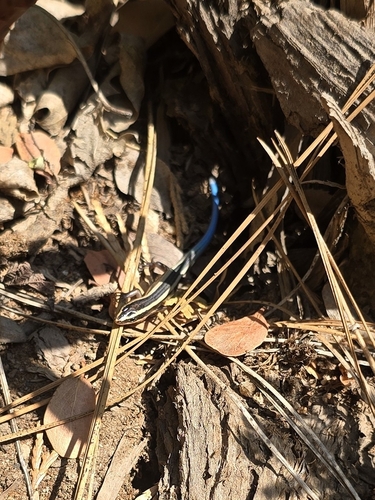 iNaturalist observation photo of Gilbert's Skink