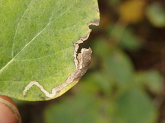 Aulagromyza hendeliana