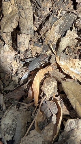 iNaturalist observation photo of Western Brush Cricket