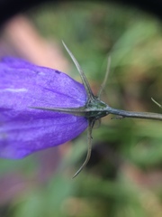 Campanula rhomboidalis