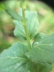 Campanula rhomboidalis