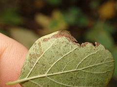 Aulagromyza hendeliana