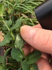Campanula rhomboidalis