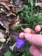 Campanula rhomboidalis