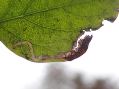 Aulagromyza hendeliana