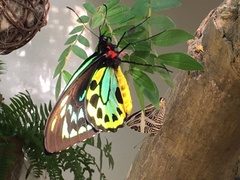Ornithoptera