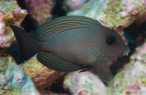 Bluespotted bristletooth (Ctenochaetus marginatus) — Acanthuridae — 2