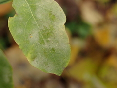 Erysiphe symphoricarpi