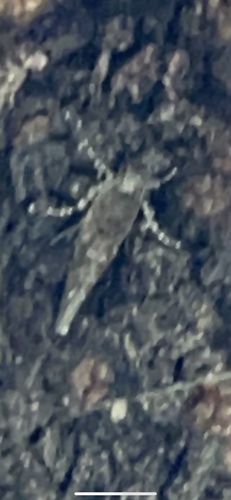 iNaturalist observation photo of Butterflies and Moths