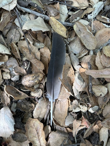 iNaturalist observation photo of Band-tailed Pigeon