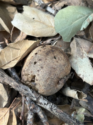 iNaturalist observation photo of Live Oak Apple Gall Wasp