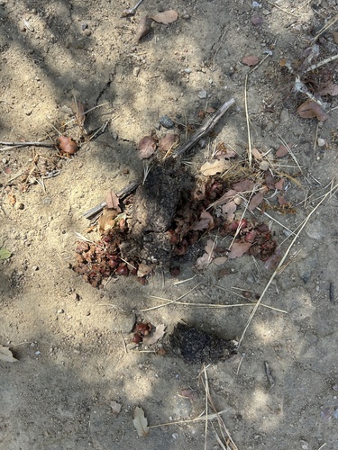 iNaturalist observation photo of Gray Fox