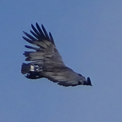 Buteogallus coronatus