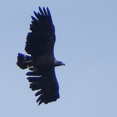 Buteogallus coronatus