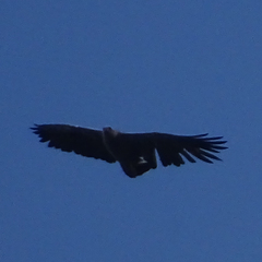 Buteogallus coronatus