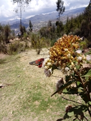 Metardaris cosinga
