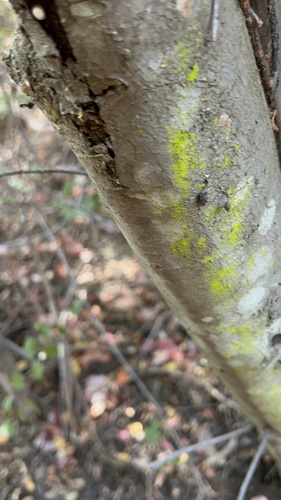 iNaturalist observation photo of Gold Dust Lichens