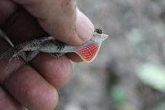 Anolis immaculogularis