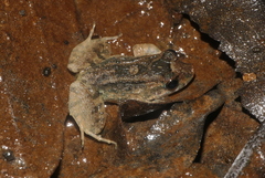 Leptodactylus discodactylus